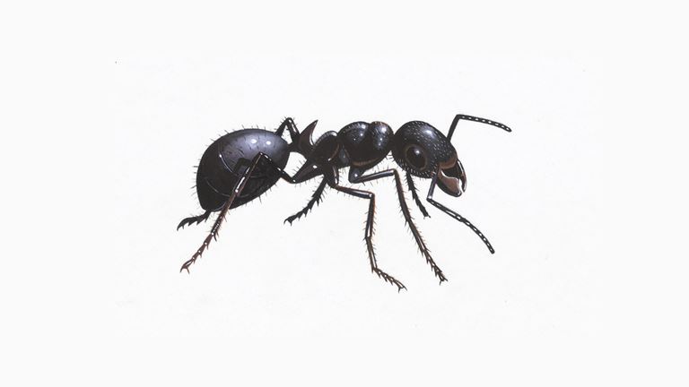 ANTS